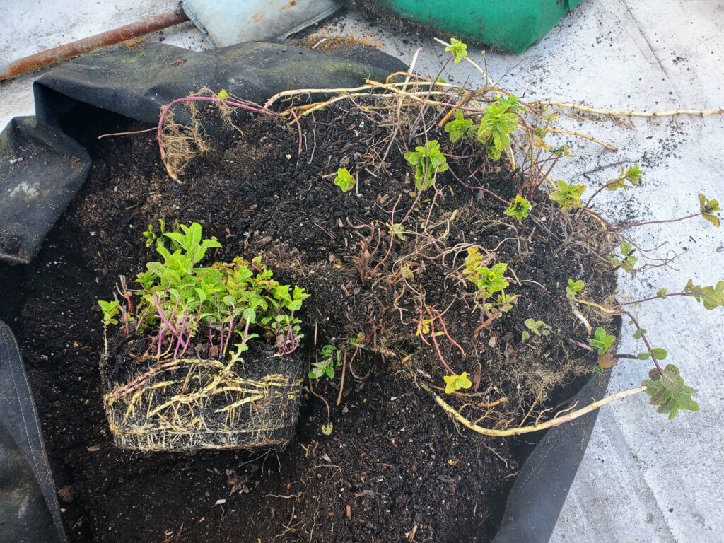 Root-bound mint