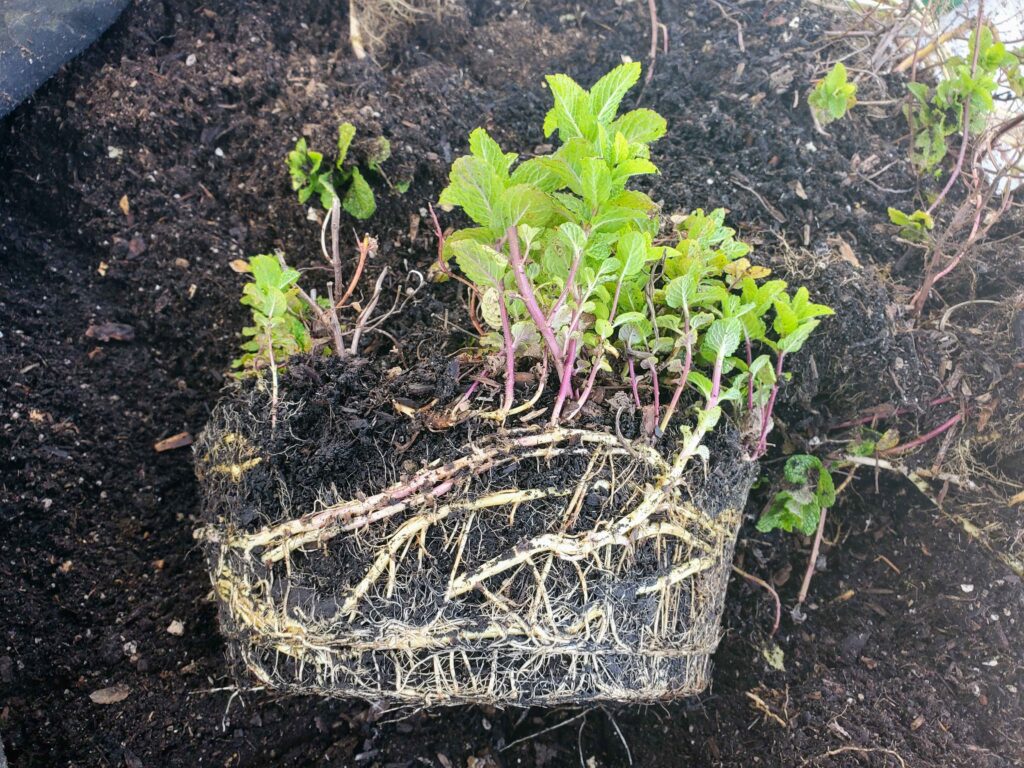 Root-bound mint