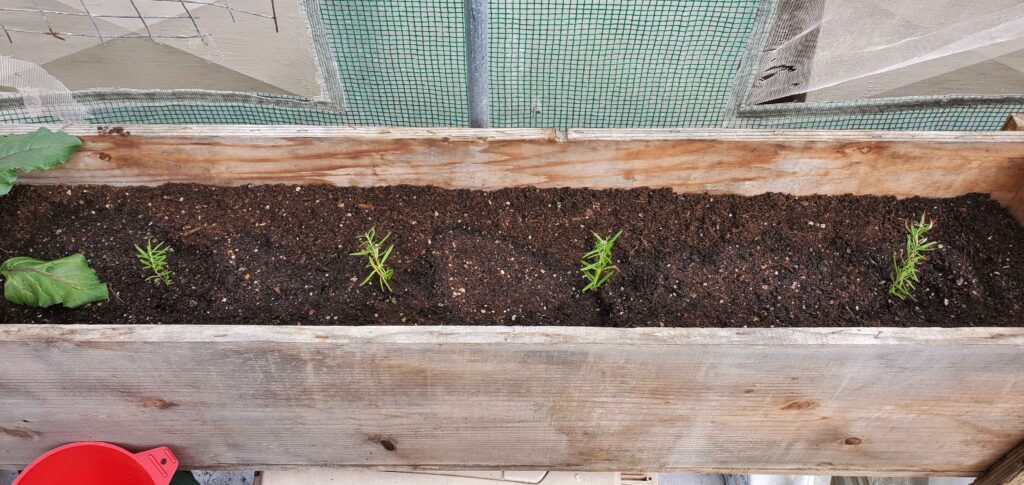 Rosemary from propagated cuttings