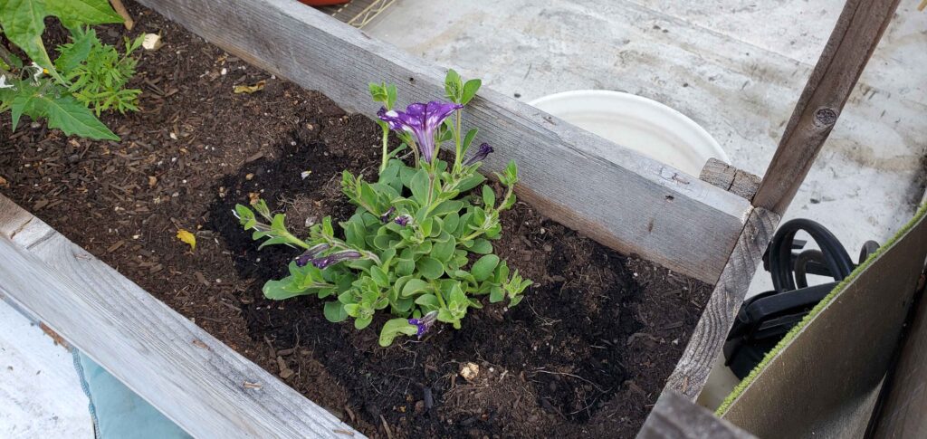 Petunia freshly planted from garden center