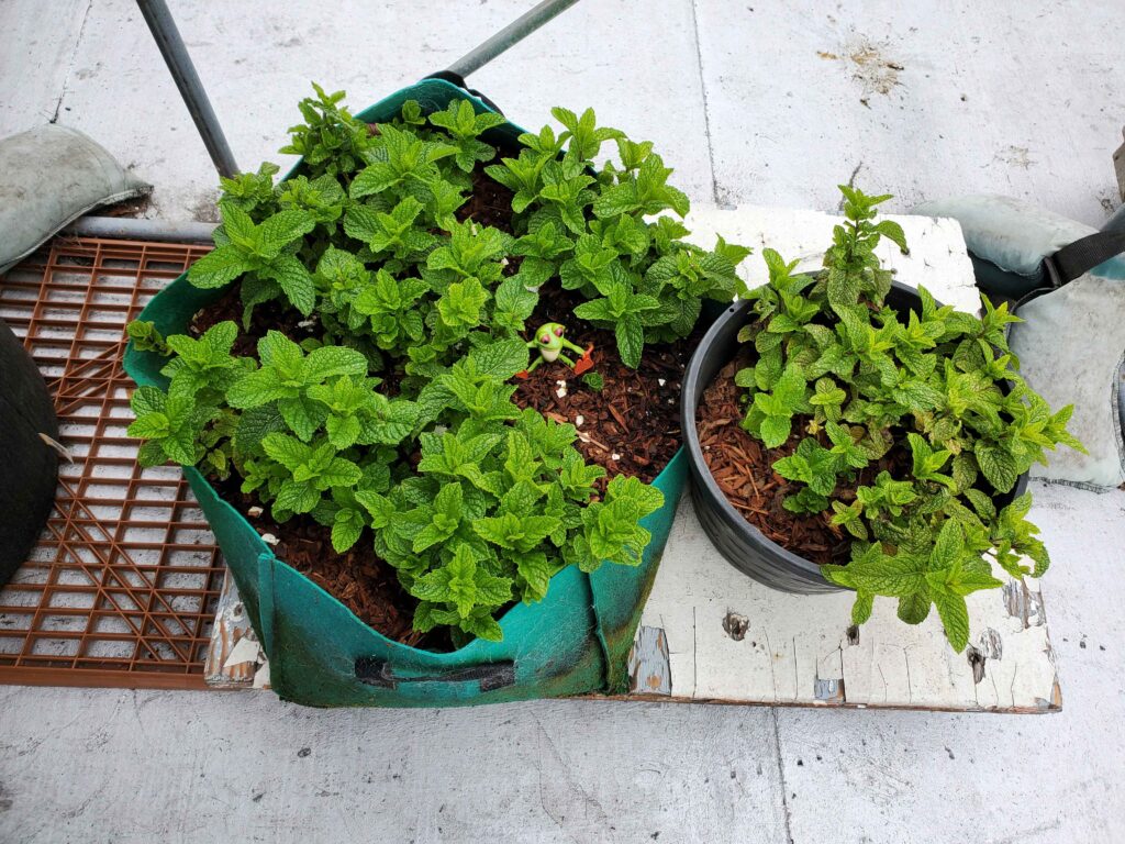 New grown mint in container zone 10b