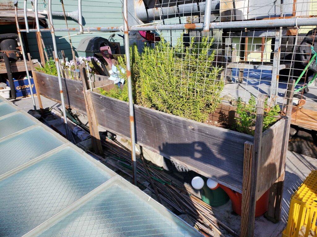 Mature rosemary in container