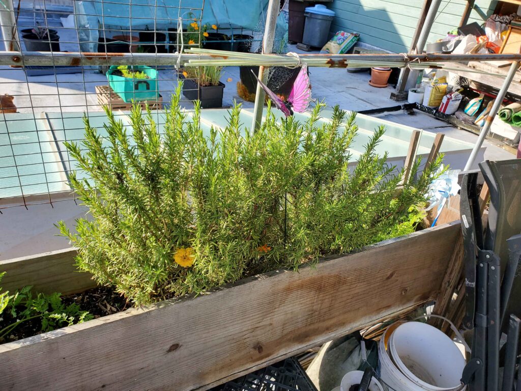 Mature rosemary in container