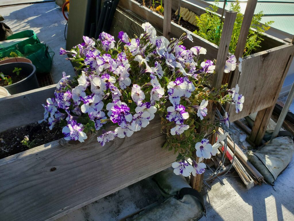 Petunia after one year in container Zone 10b