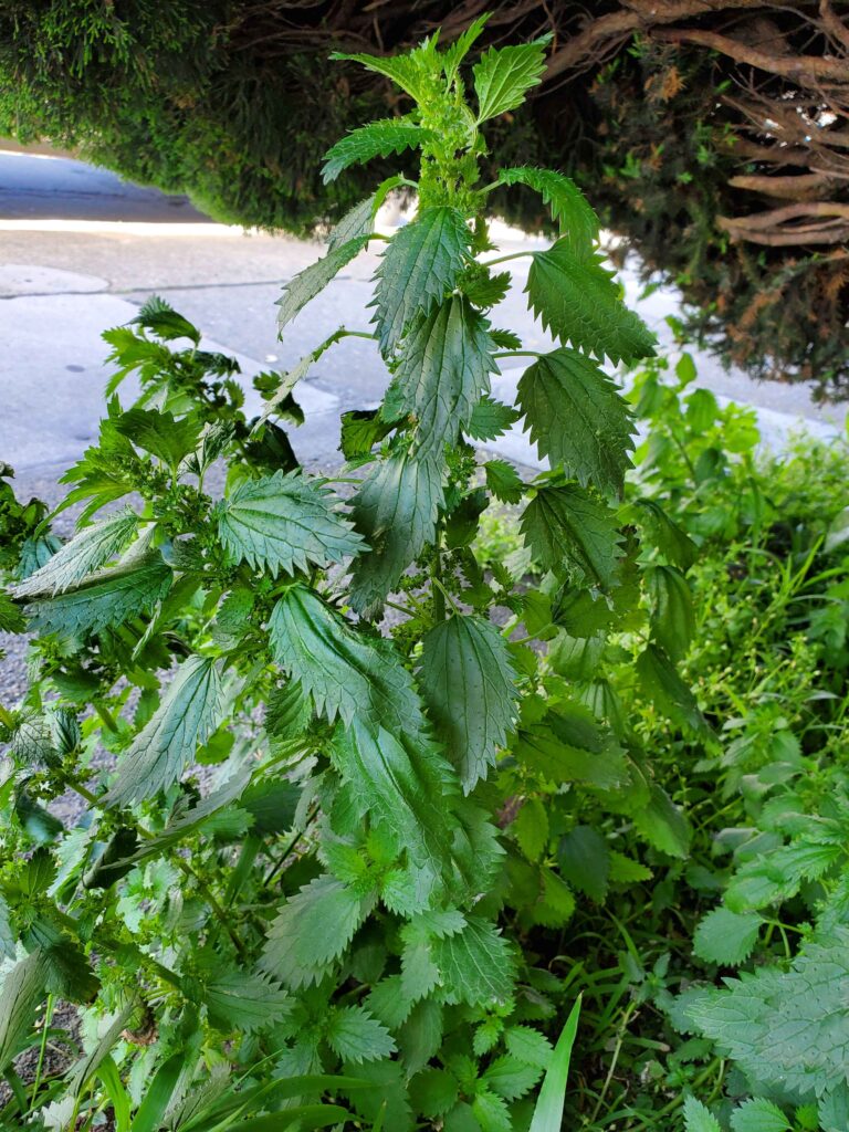 Stinging Nettle