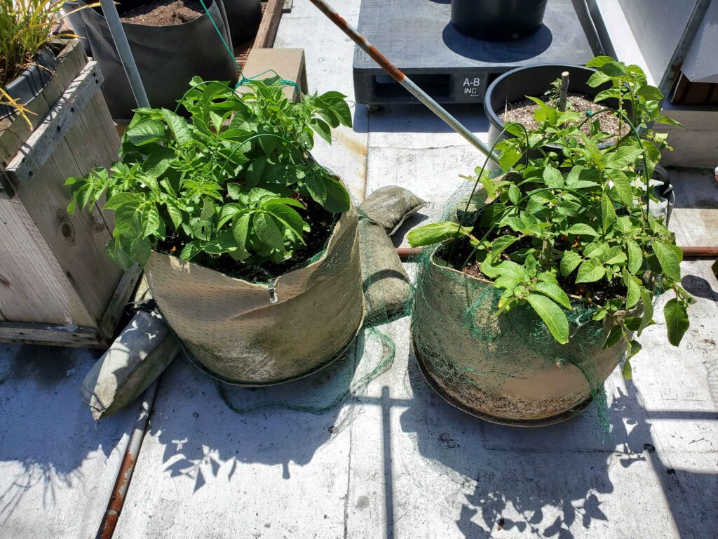 Potato plants in container