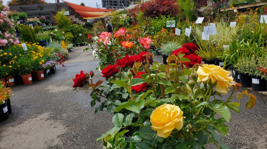 Roses for sale