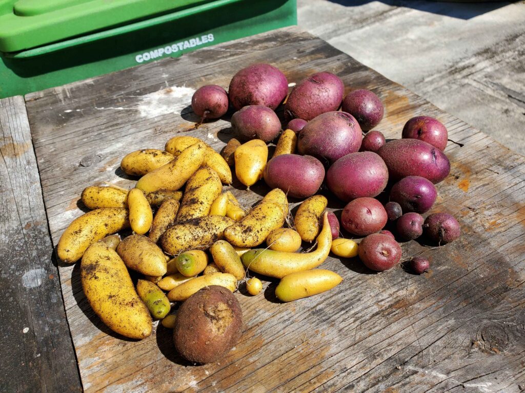 Austrian Crescent Tuber & Red Potato