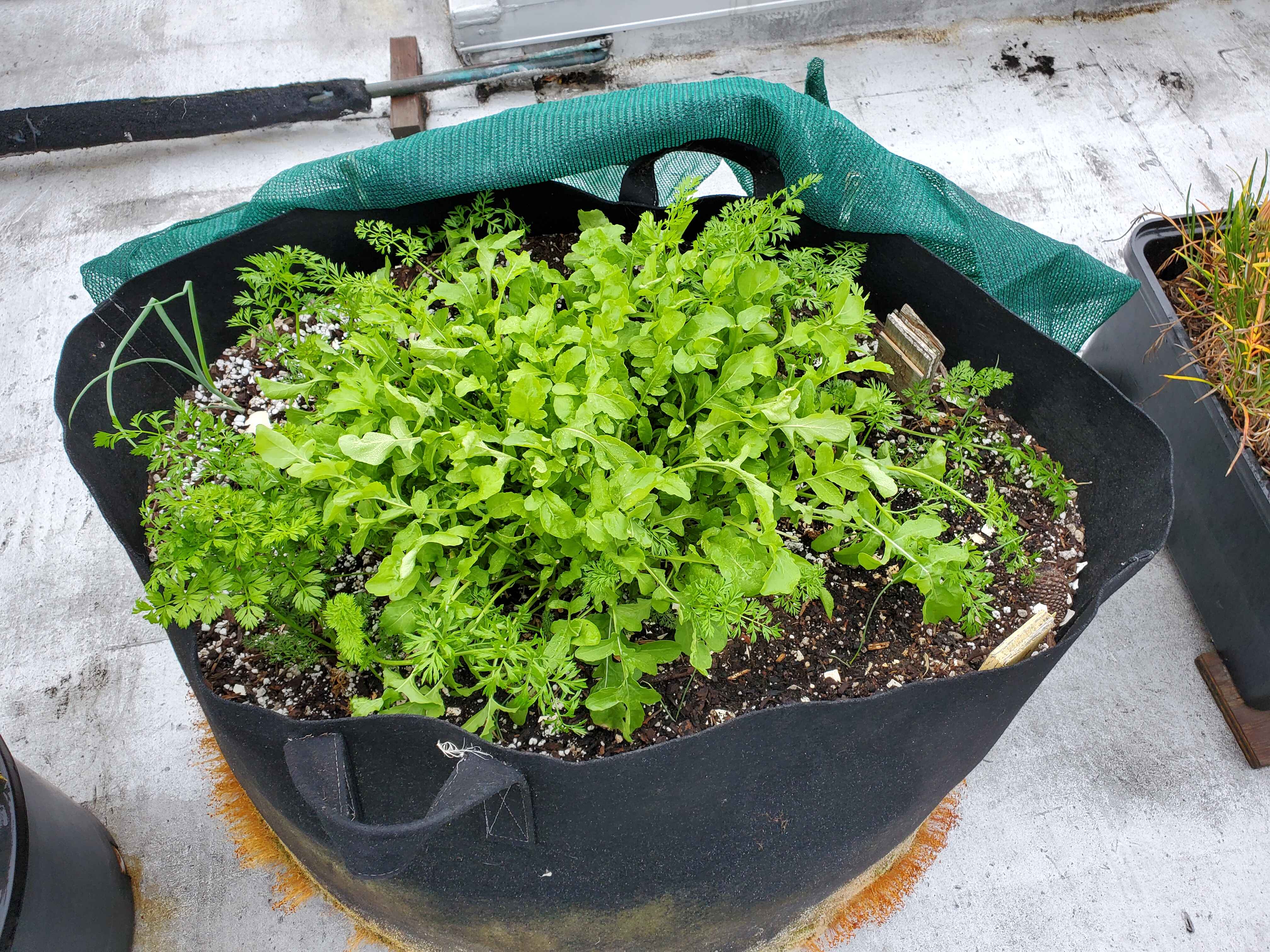 Large mixed crop container