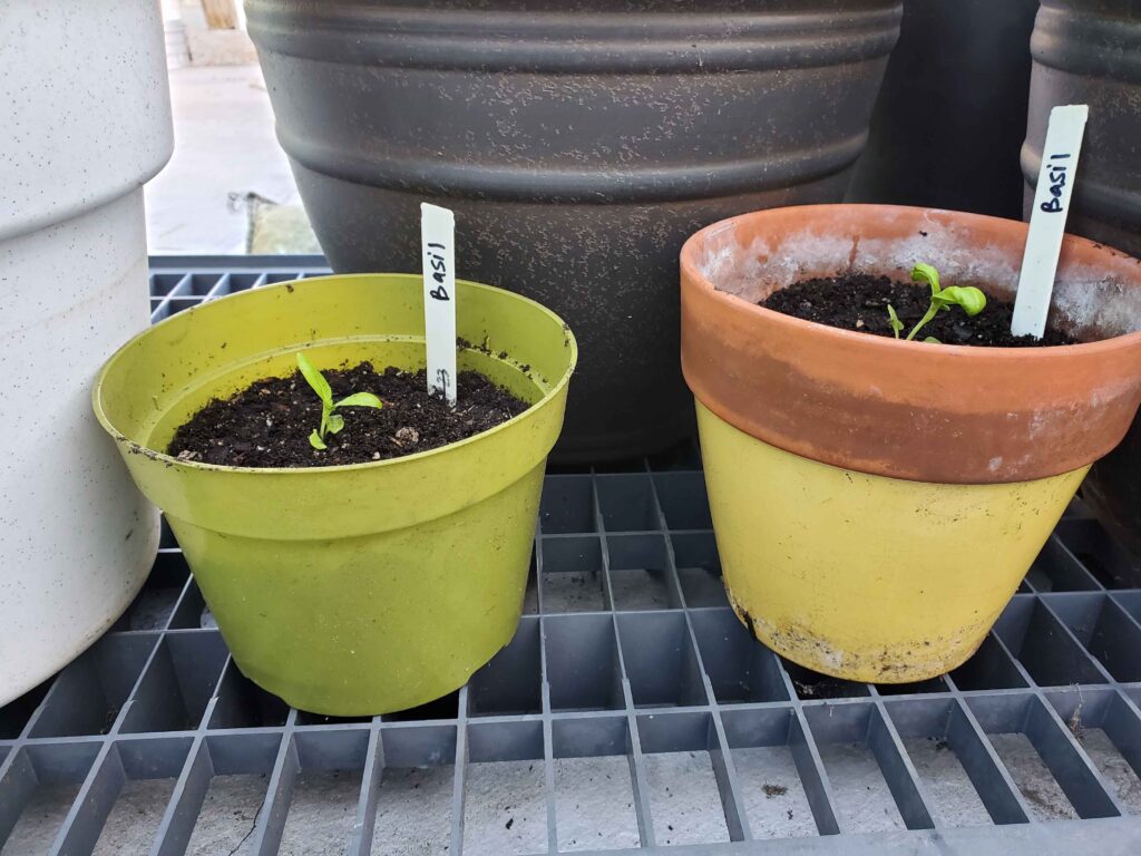 Basil Seedlings