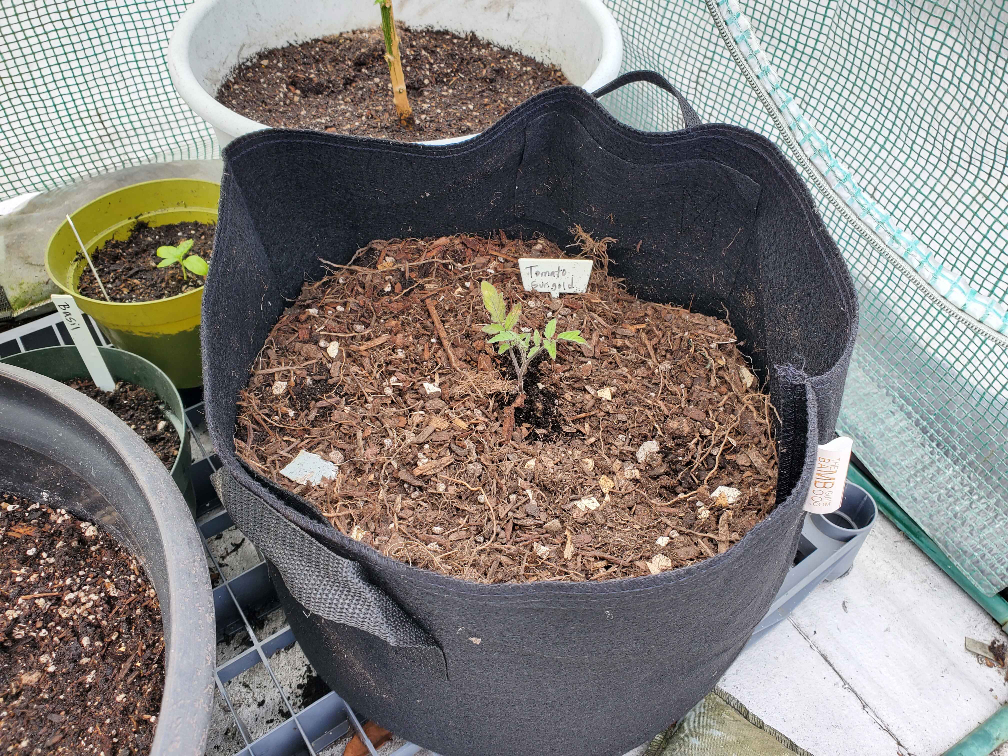 Sun Gold Tomato Seedling