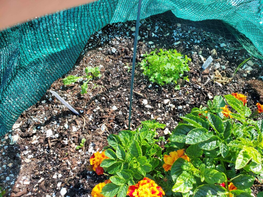 Mixed container with small, slow growing crops BEFORE lime