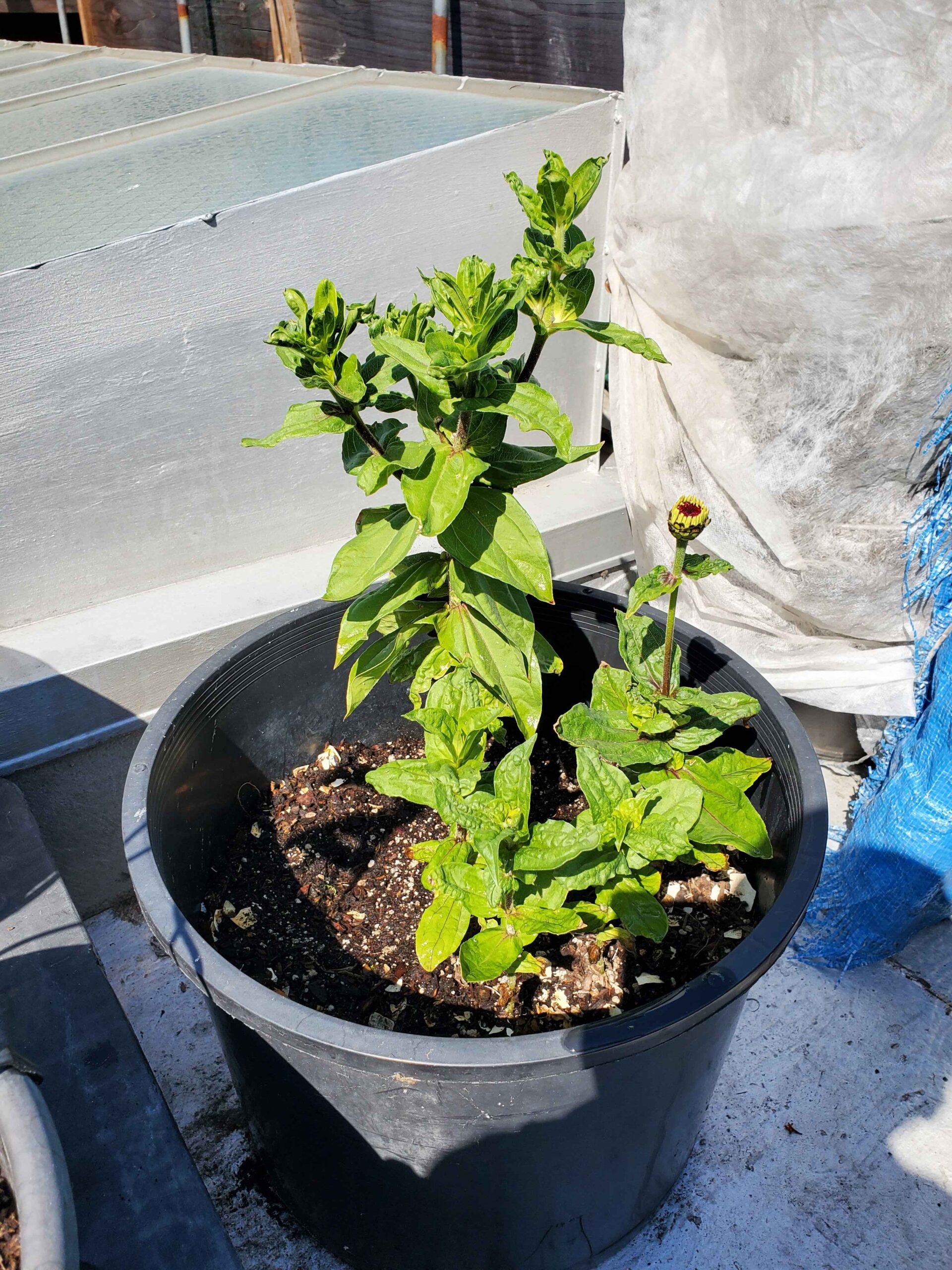 Zinnia BEFORE lime in soil