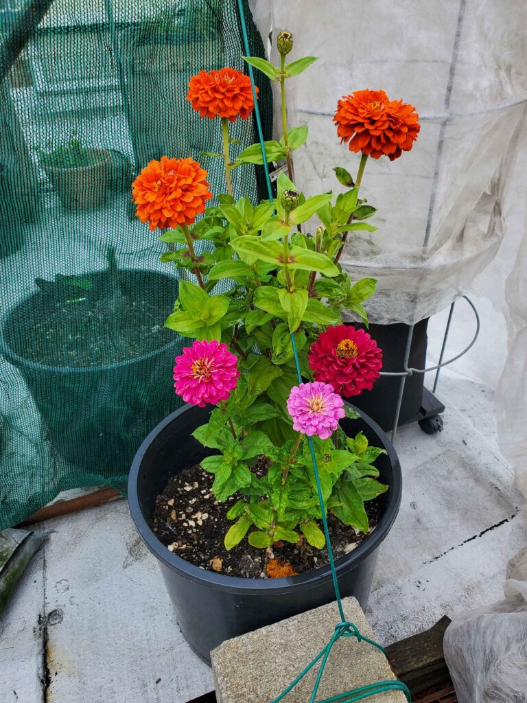 Zinnia AFTER soil amended with lime