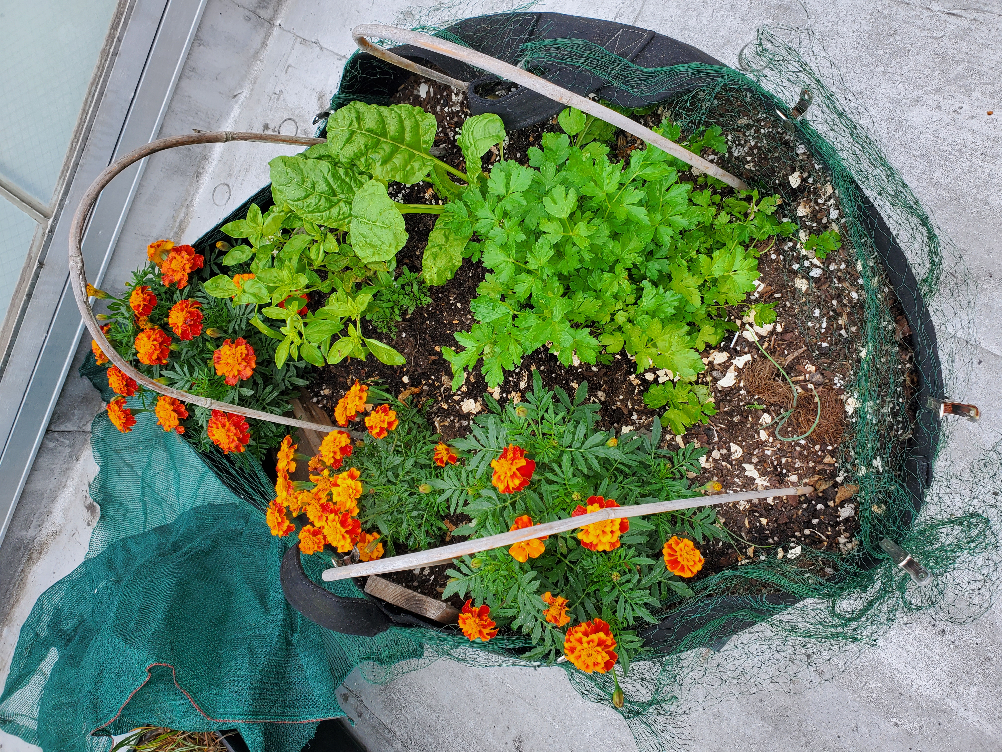 Mixed Container AFTER soil amended w/ Lime