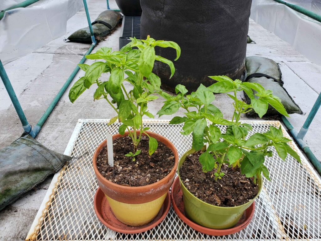 Basil after Lime amendment in soil