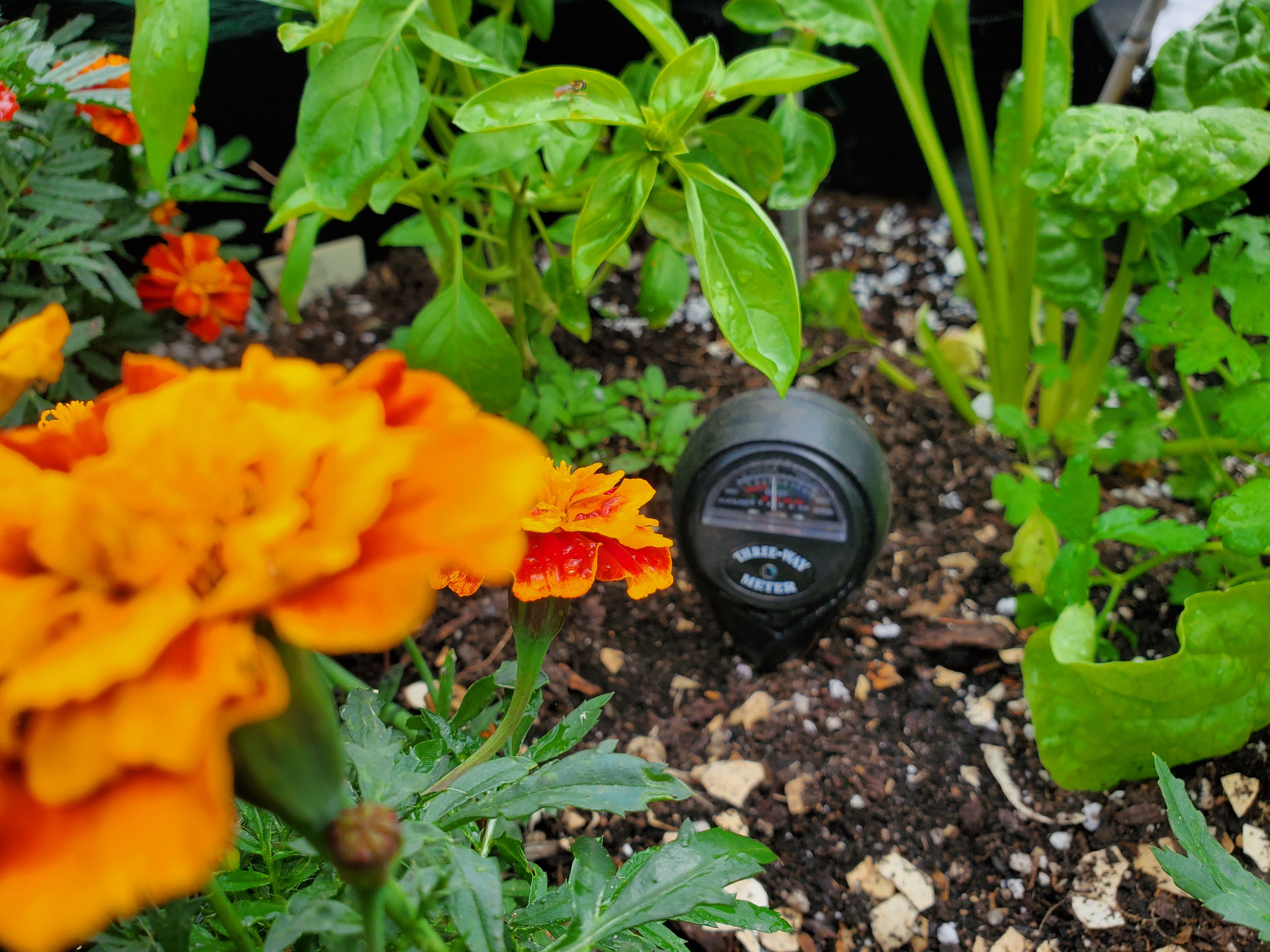 Mixed container with balanced Ph soil level reading