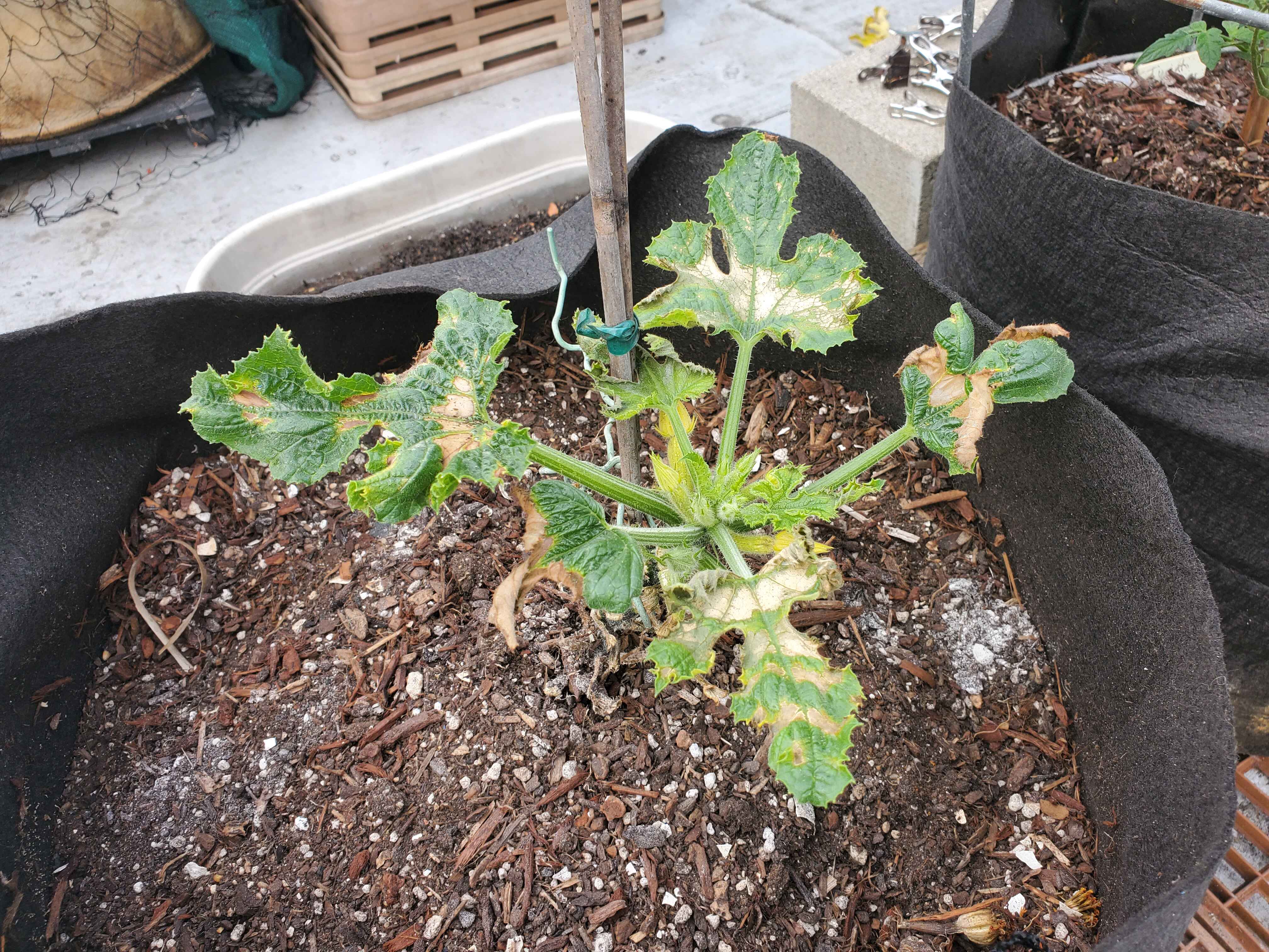 Squash AFTER adding lime